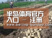 种植基地八